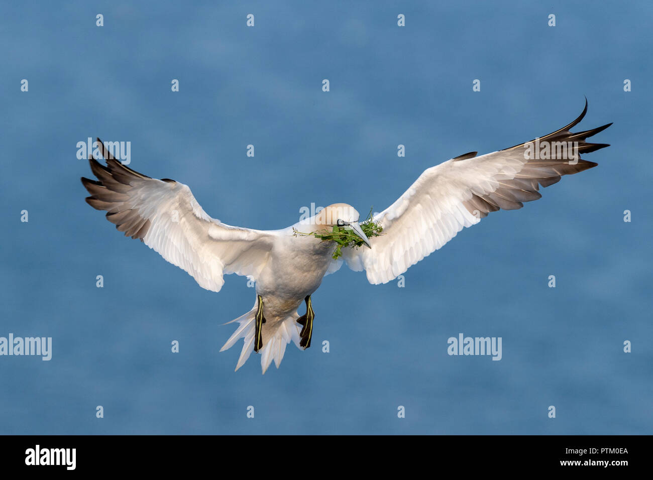 Northern Gannet (Morus bassanus) with nesting material, approaching, Heligoland, Schleswig-Holstein, Germany Stock Photo