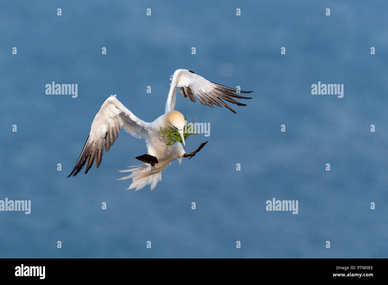 Northern Gannet (Morus bassanus) with nesting material, approaching, Heligoland, Schleswig-Holstein, Germany Stock Photo