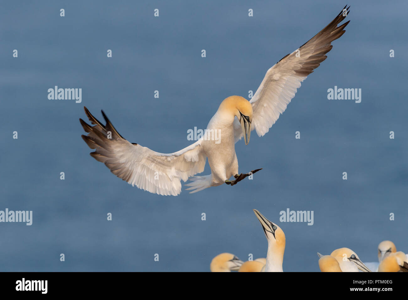 Northern gannet (Morus bassanus) on approach, colony at hatchery, welcome, Heligoland, Schleswig-Holstein, Germany Stock Photo