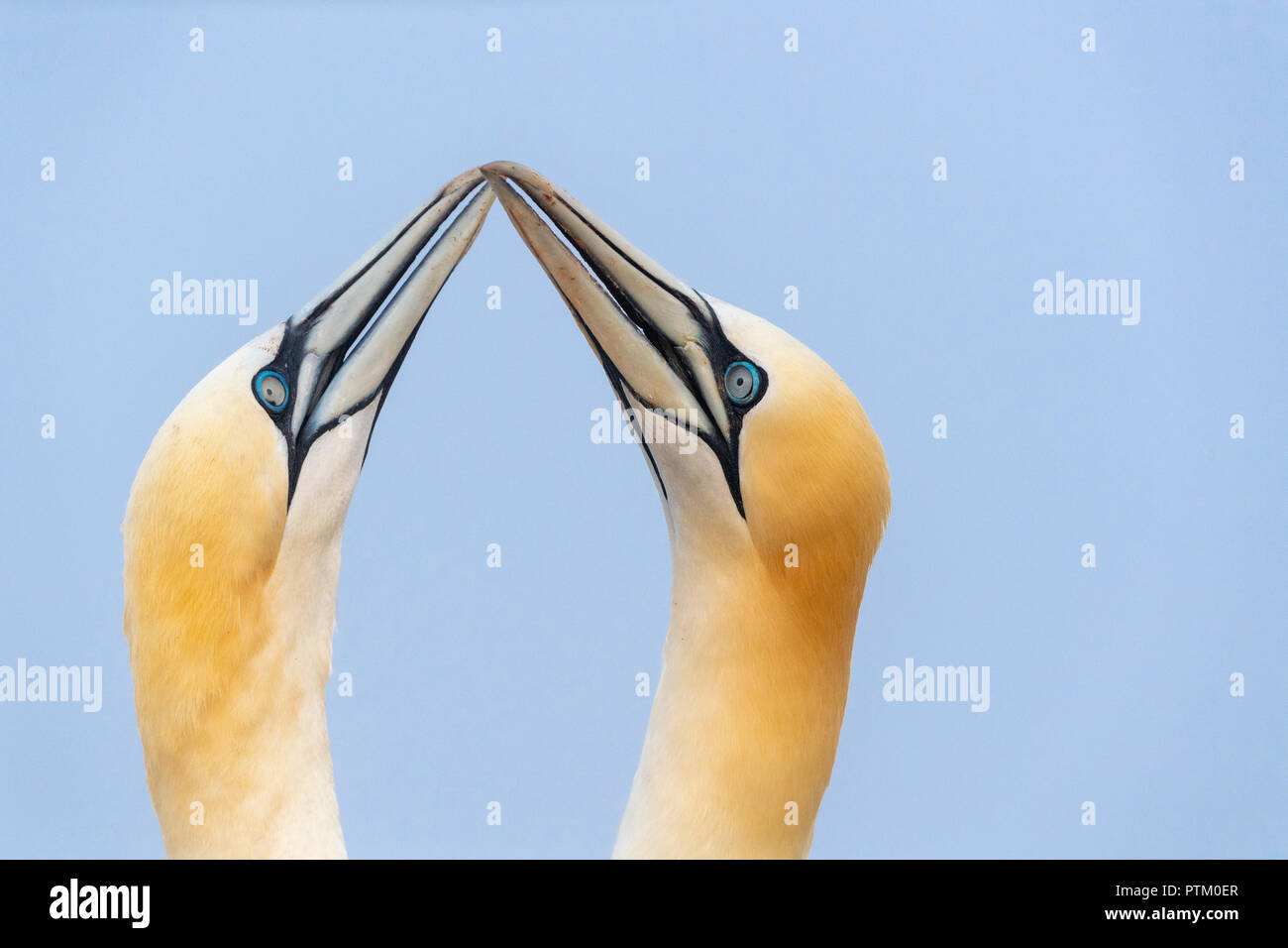 Northern gannet (Morus bassanus), animal portait, Welcome, Heligoland, Schleswig-Holstein, Germany Stock Photo