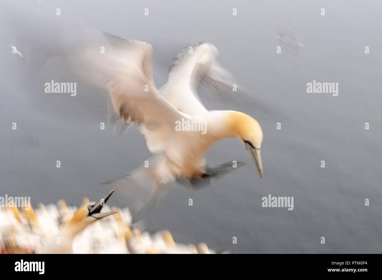Northern gannet (Morus bassanus) on approach, colony at hatchery, welcome, Heligoland, Schleswig-Holstein, Germany Stock Photo