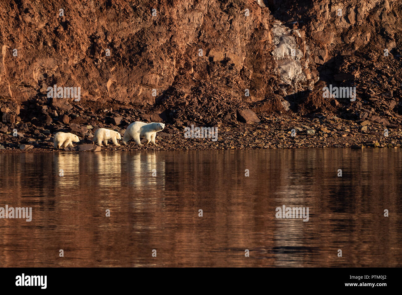Polar bears (Ursus maritimus), mother animal with two cubs running on rocky shores, Woodfjords, Spitsbergen Island Stock Photo