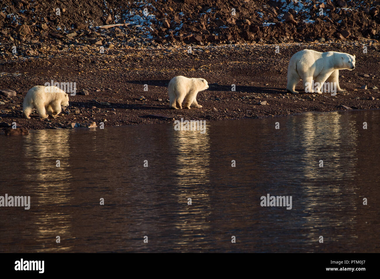 Polar bears (Ursus maritimus), mother animal with two young animals running on stony shores, Woodfjords, Spitsbergen Island Stock Photo
