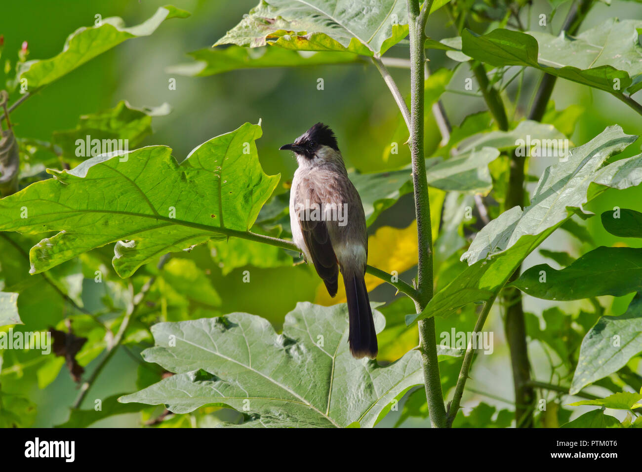 Sooty-headed bulbul (Pycnonotus aurigaster) sits in leaves, Chiang Dao, Thailand Stock Photo
