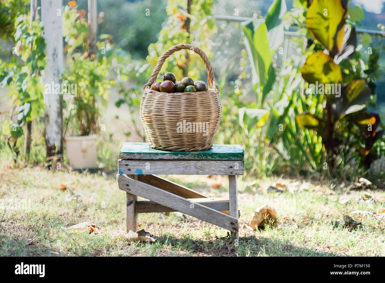 A wooden basket full of organic green zebra tomatoes from the vegetable garden, South of Italy. Stock Photo