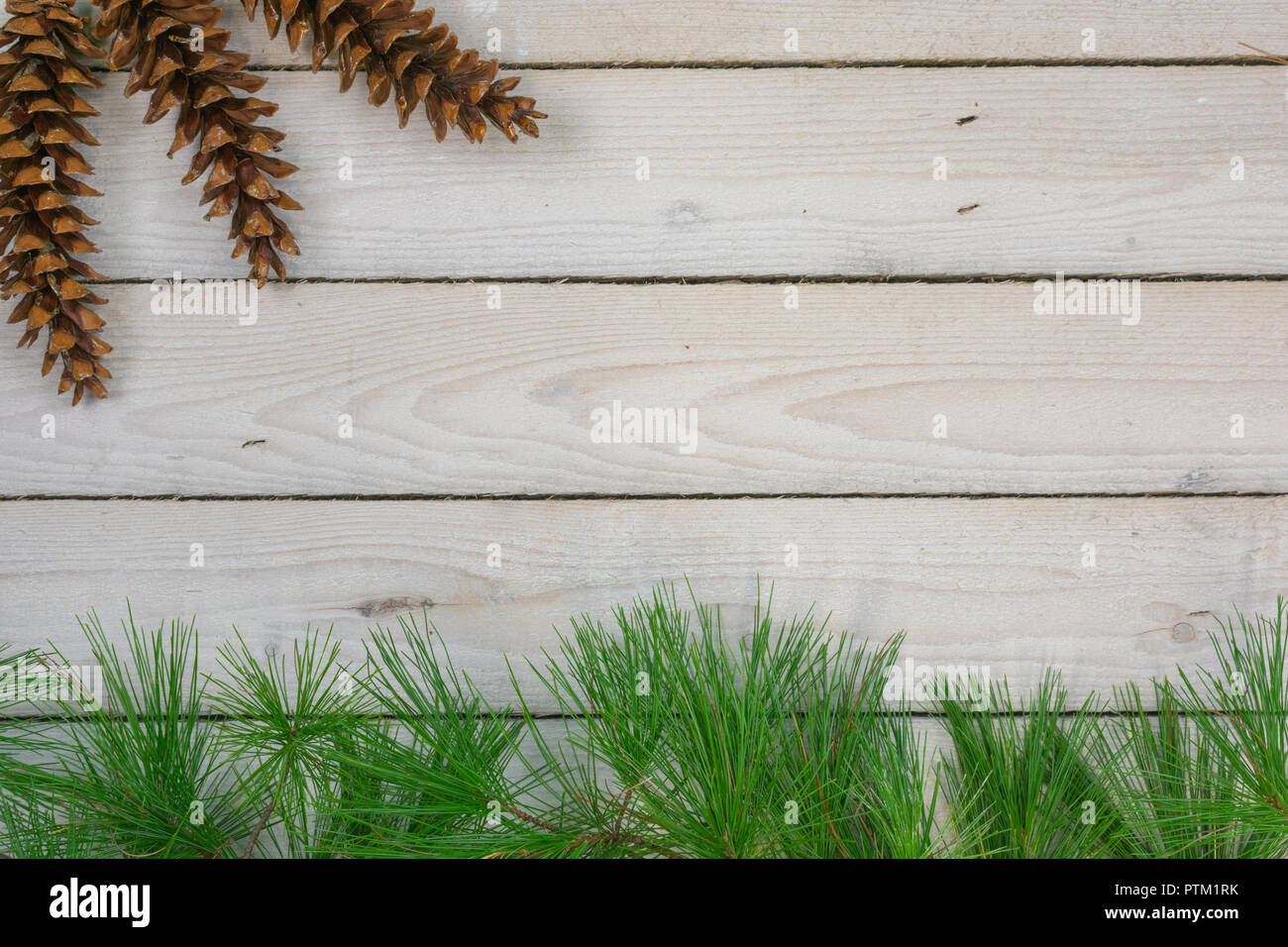 A bottom border of white pine boughs with three white pine cones in the
