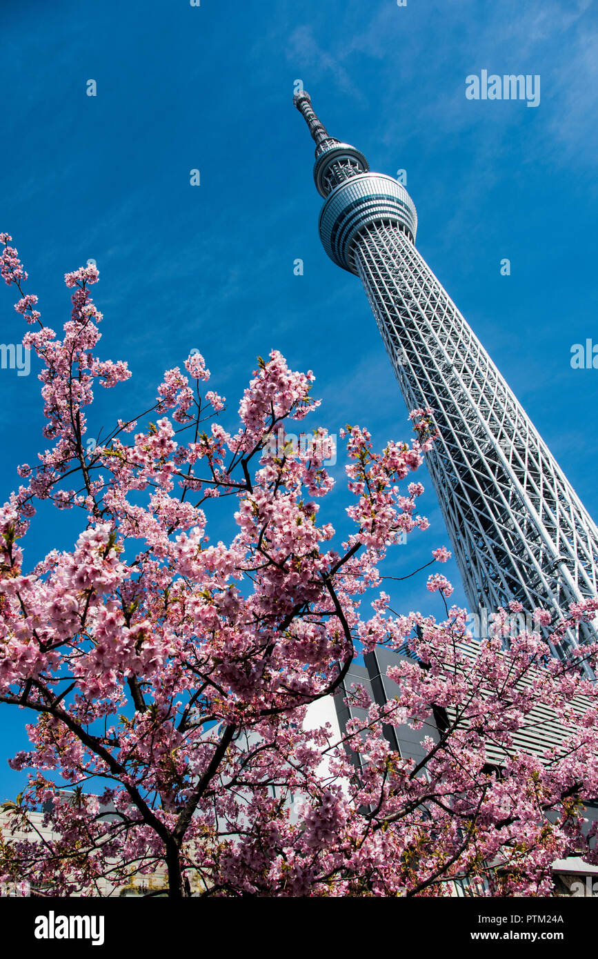 Cherry blossom blooms in front of the worlds tallest tower the Tokyo Skytree in Japan. Stock Photo