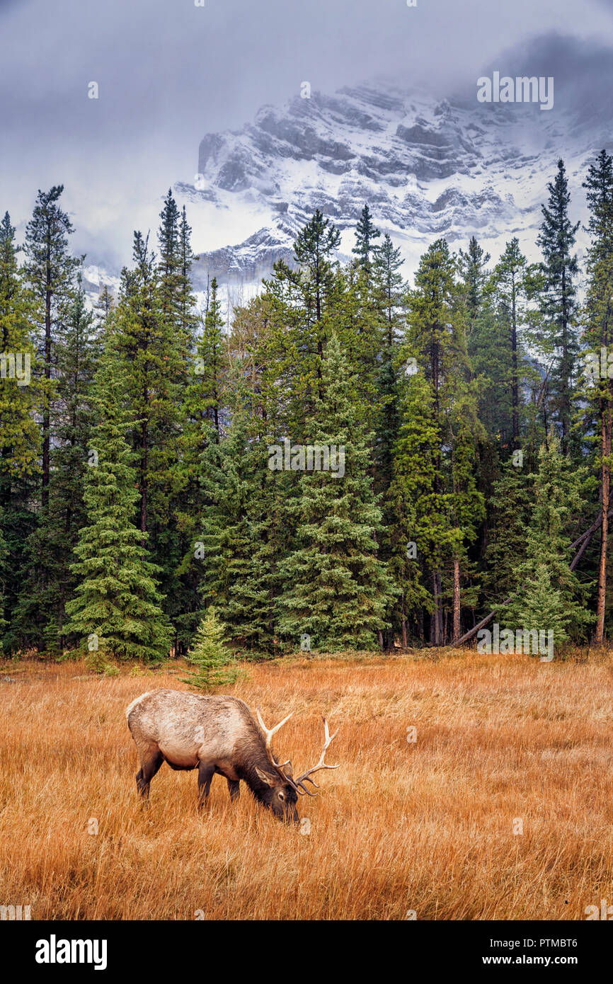 Elk near Two Jack Lake, Banff National Park, Alberta, Canada Stock Photo