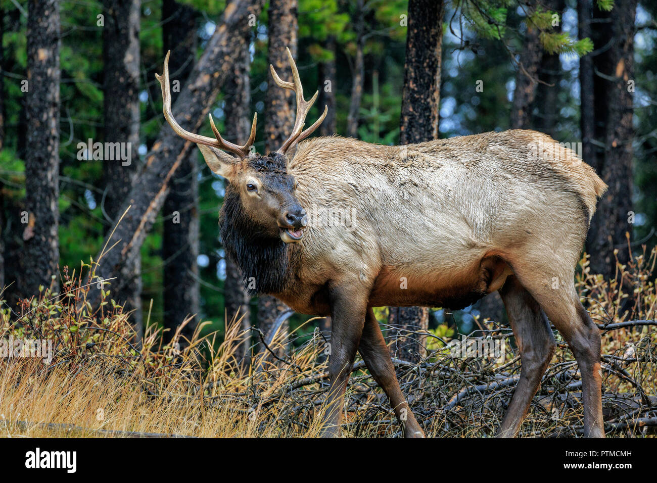 Elk near Tunnel Mountain Road, Banff National Park, Alberta, Canada Stock Photo