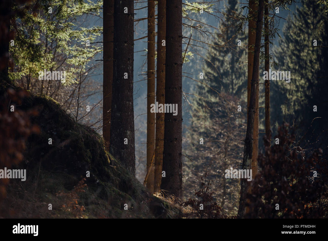 Dark Tree Color Dark trees in the autumnal forest with a lot of sunshine. Splash of ...