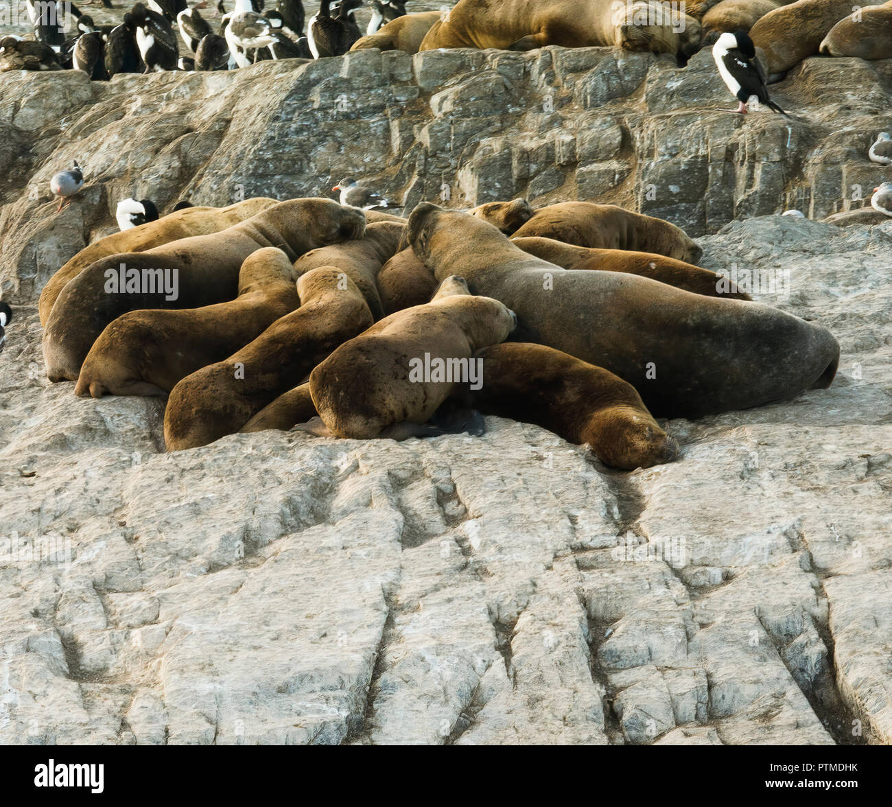 Colony Of Sea Lions Resting On A Small Island On The Beagle Channel, Tierra Del Fuego, Argentina Stock Photo