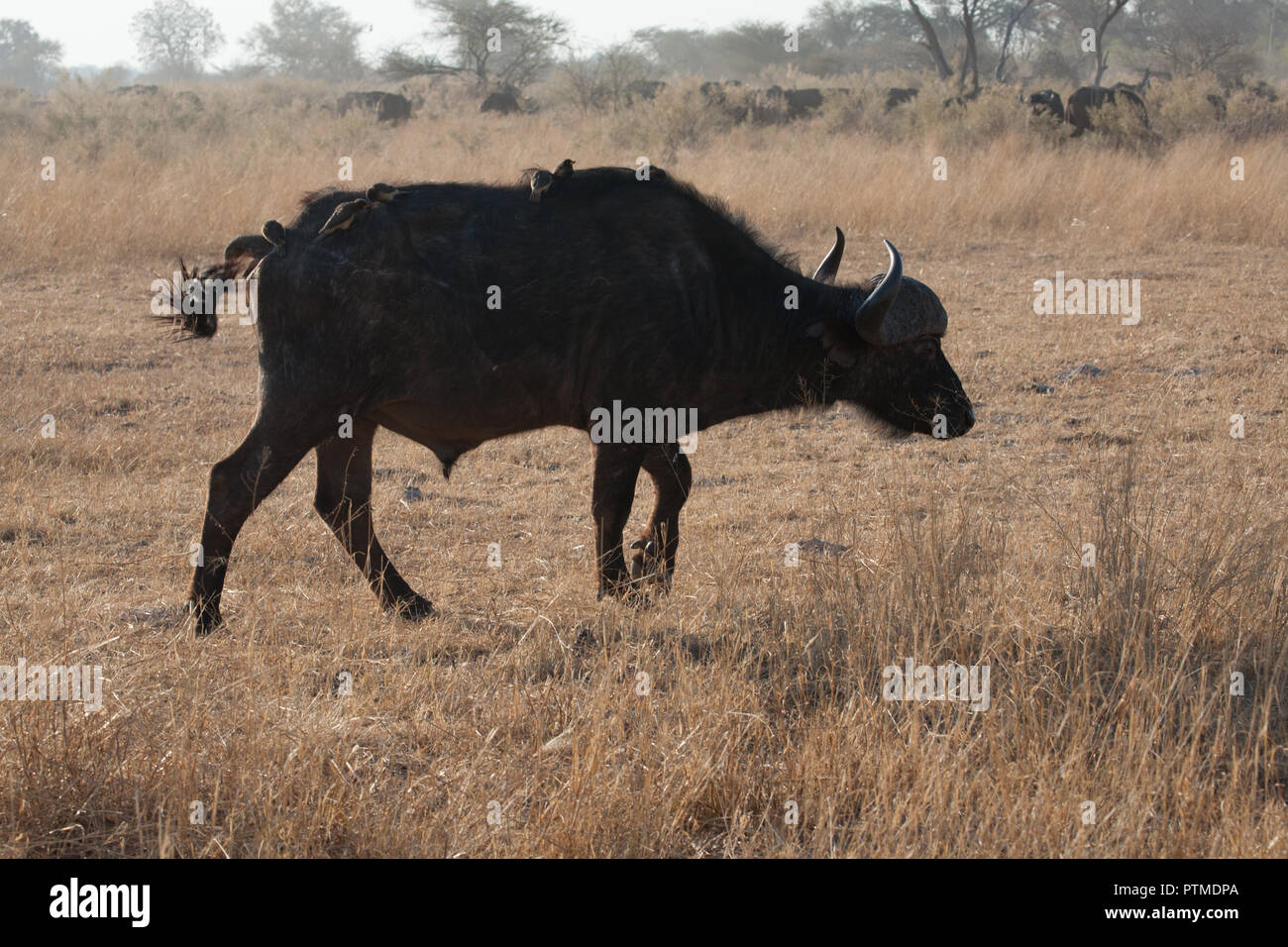 Buffalo and cleaning bird, game reserve,Botswana Stock Photo Alamy
