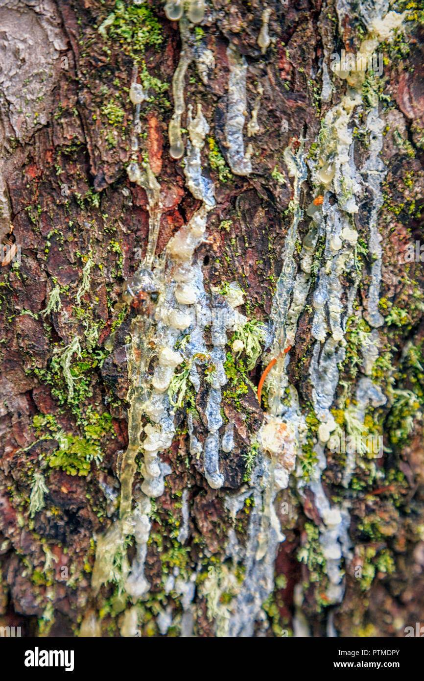 Sap from Spruce tree, Canada Stock Photo