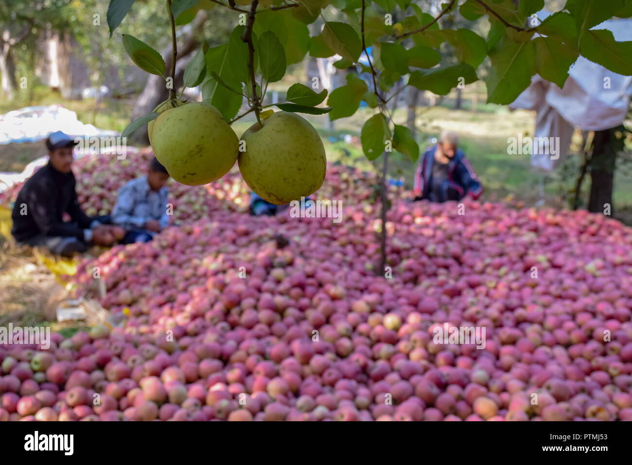 Kashmiri apples are seen growing on a tree in an orchard during the apple harvest. Kashmir is