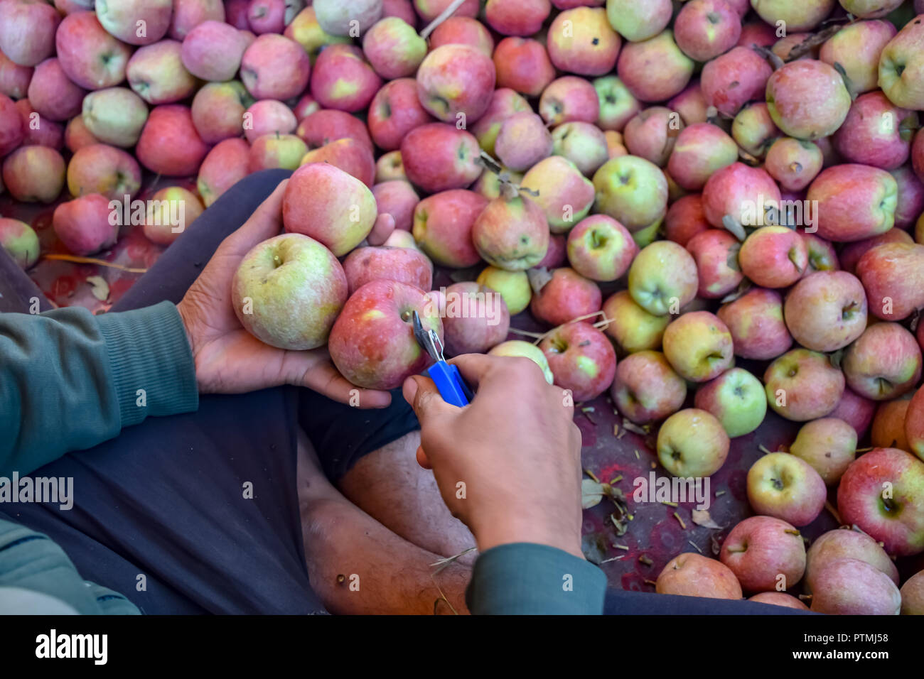 Apple Fruits, varieties, production, seasonality