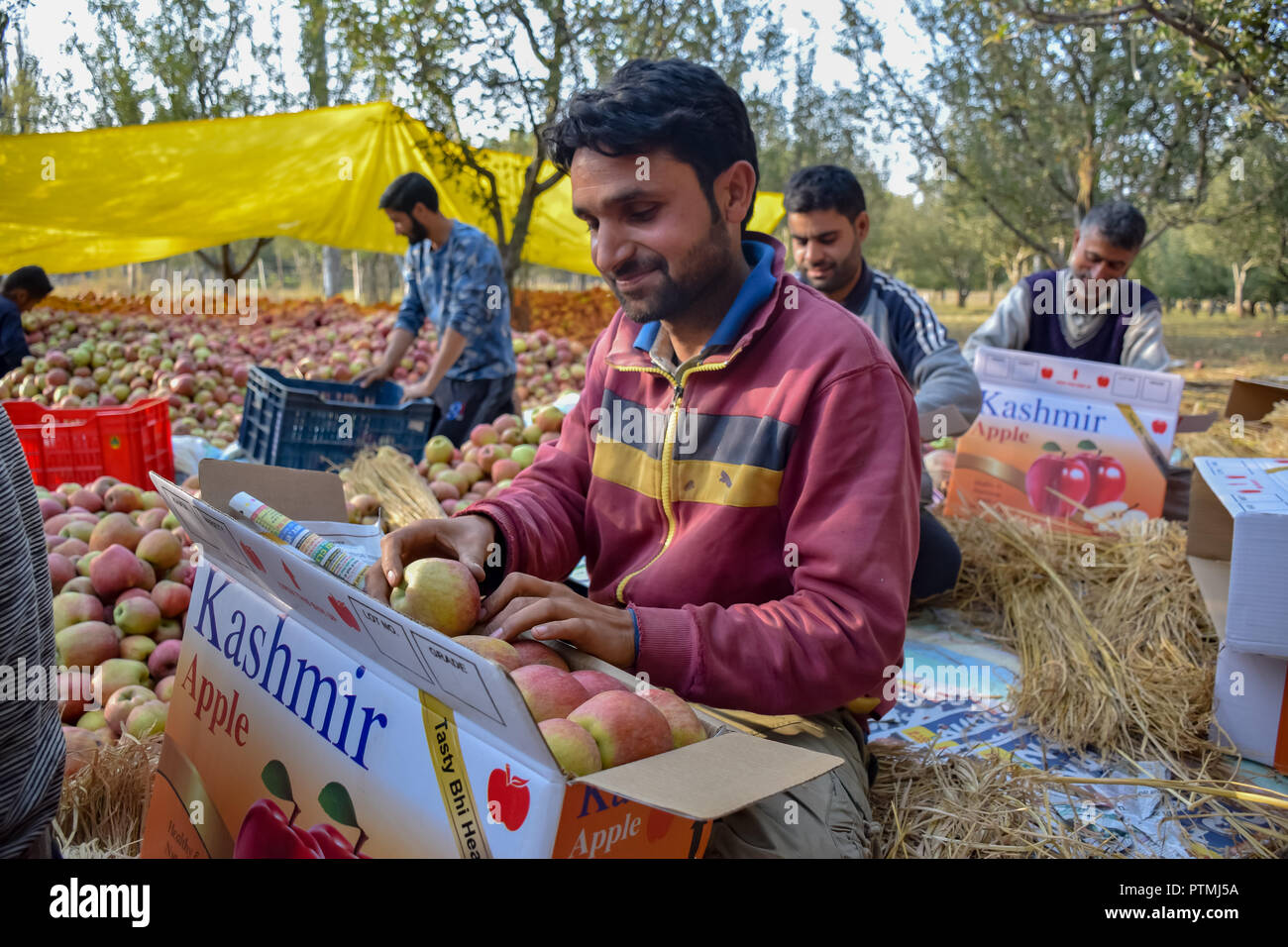 Kashmir apple orchards hires stock photography and images Alamy