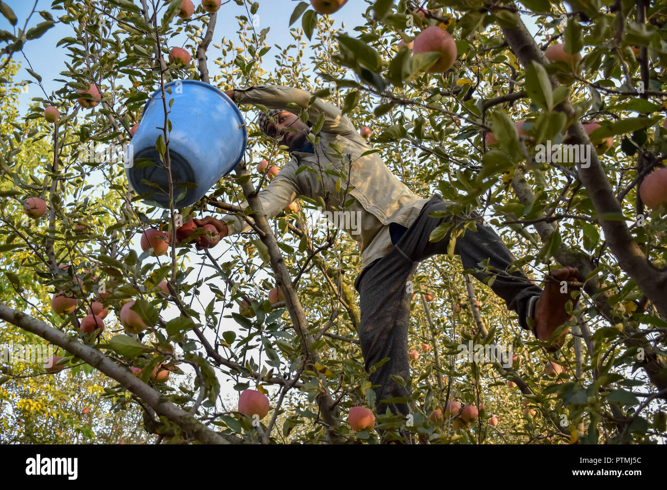 A man seen on top of a tree in an orchard picking apples during the apple harvest. Kashmir is the prime source of all apple production in India where there are around 113 varieties of apples. In the autumn season the orchards are packed with the red blooms of apple trees. Stock Photo