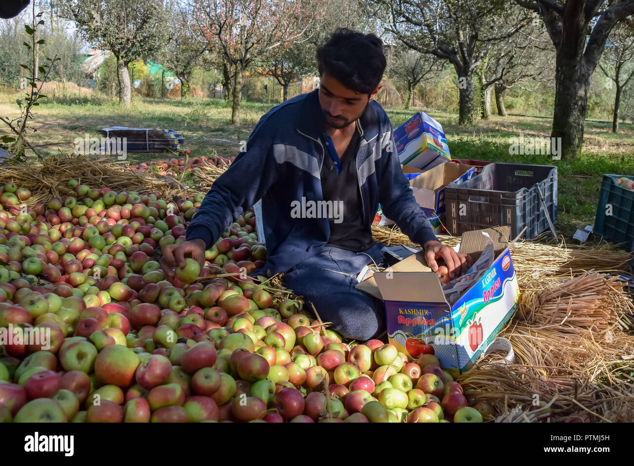 Kashmiri apple hires stock photography and images Alamy
