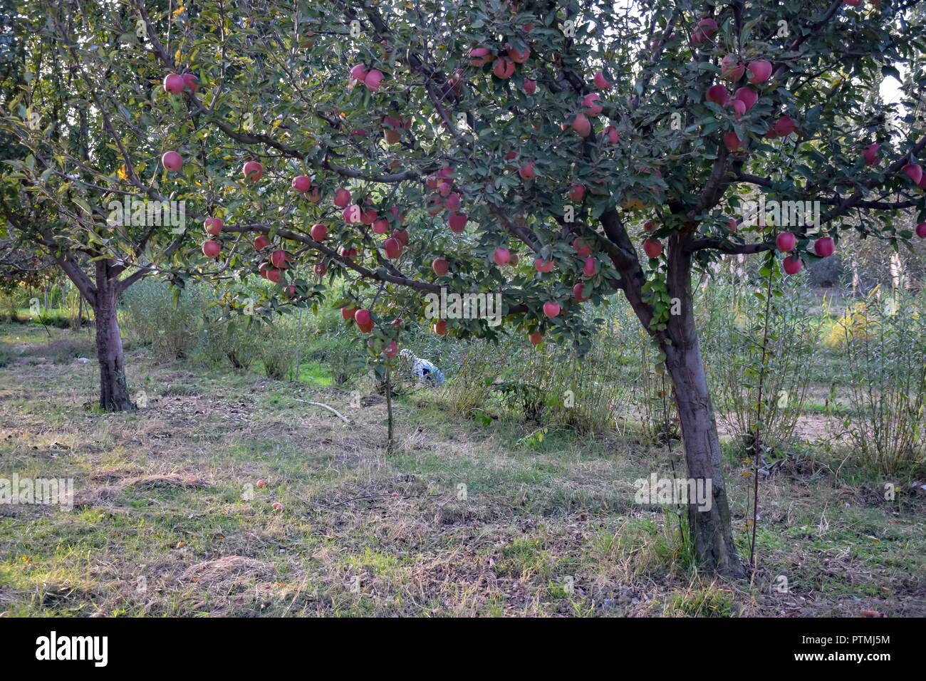 Apples are seen on a tree in an orchard in Pulwama during the apple harvest. Kashmir is the prime source of all apple production in India where there are around 113 varieties of apples. In the autumn season the orchards are packed with the red blooms of apple trees. Stock Photo