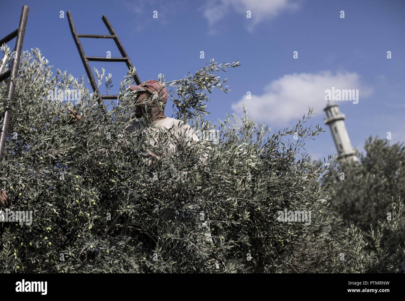 olive and fig trees combined on gaza strip Short blue sex films