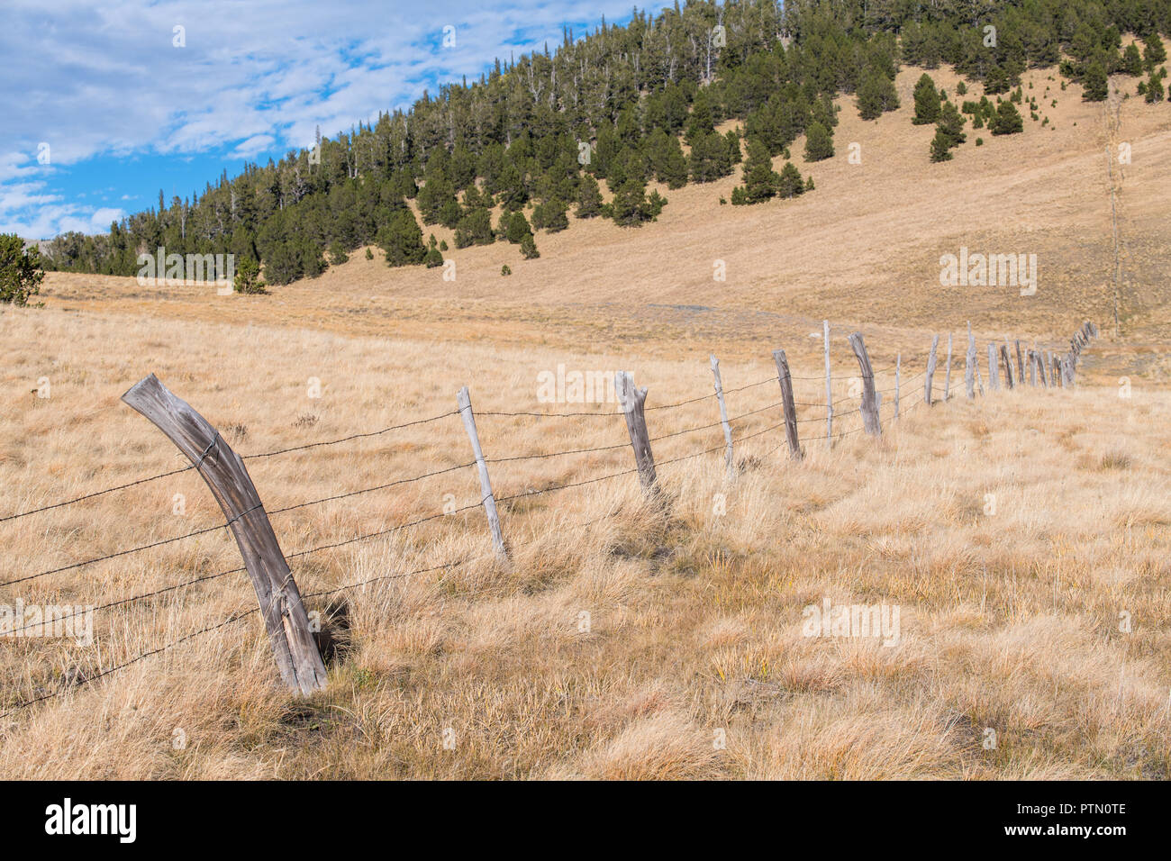 Rural landscape scene of a line of rustic, weathered fence posts and barbed wire crossing grassy fields on a ranch in northern New Mexico Stock Photo