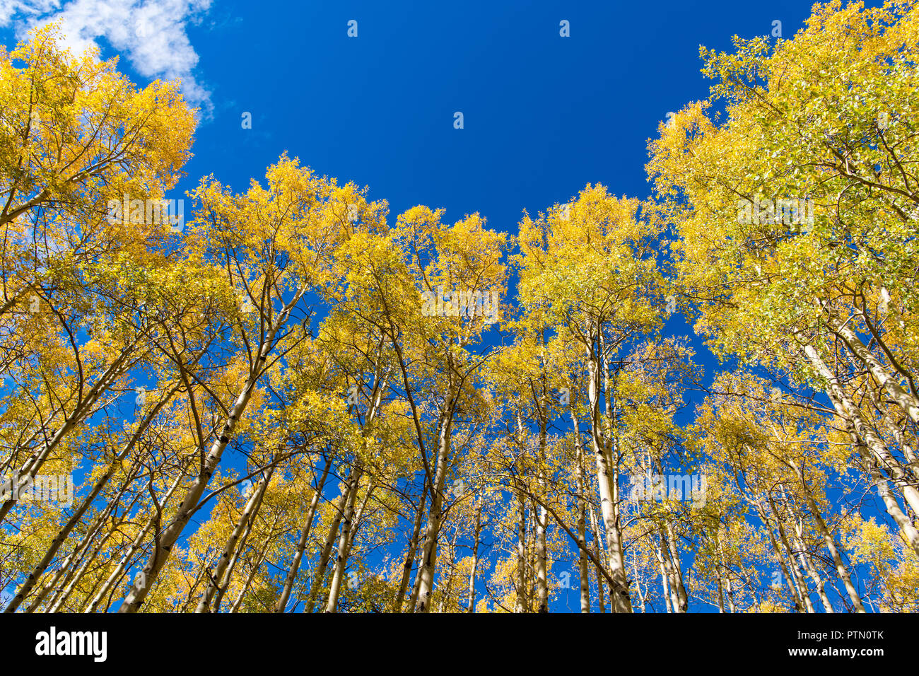 Aspen trees new mexico hi-res stock photography and images - Alamy