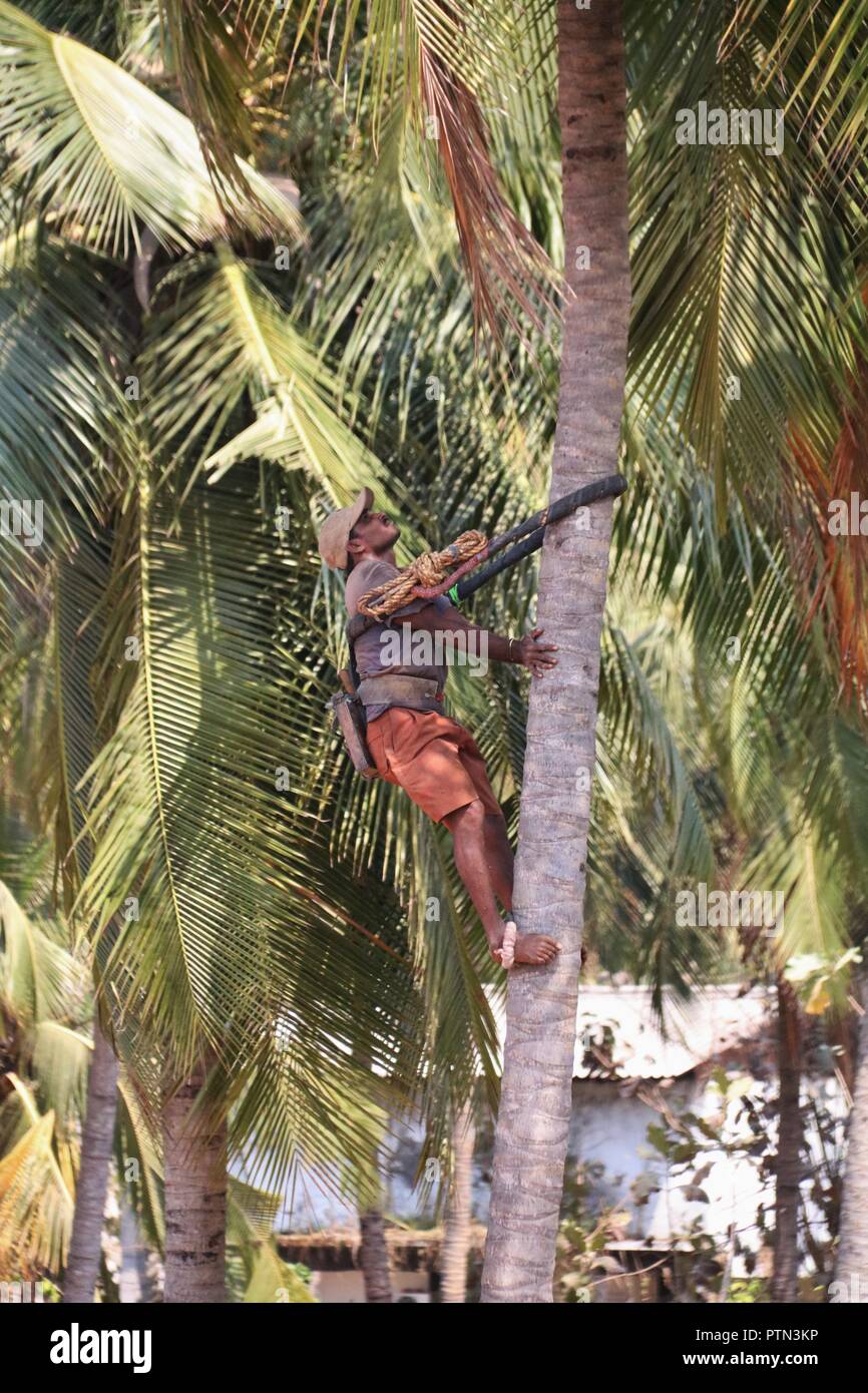 Indian man at work on a palm tree. Stock Photo