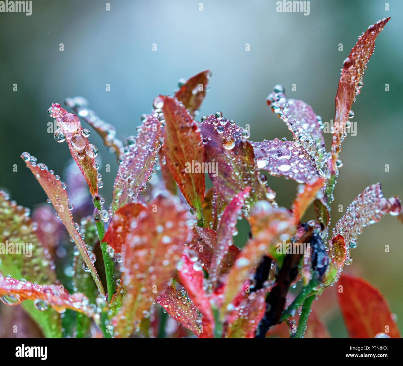 Huckleberry leaves with water droplets in the fall at Mt. Rainier, Washington, State Stock Photo