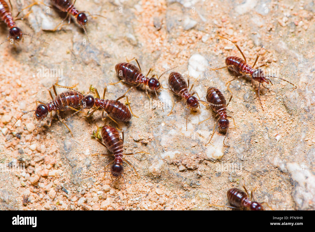 Dark brown termites are walking on the ground back to their nest. Stock Photo