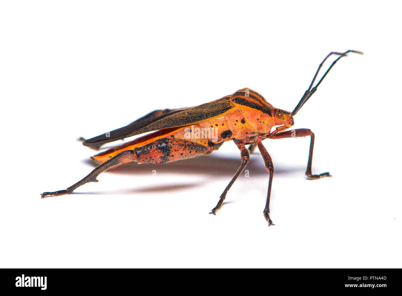 Leaf-footed bugs is a large family of predominantly sap-sucking insects Stock Photo