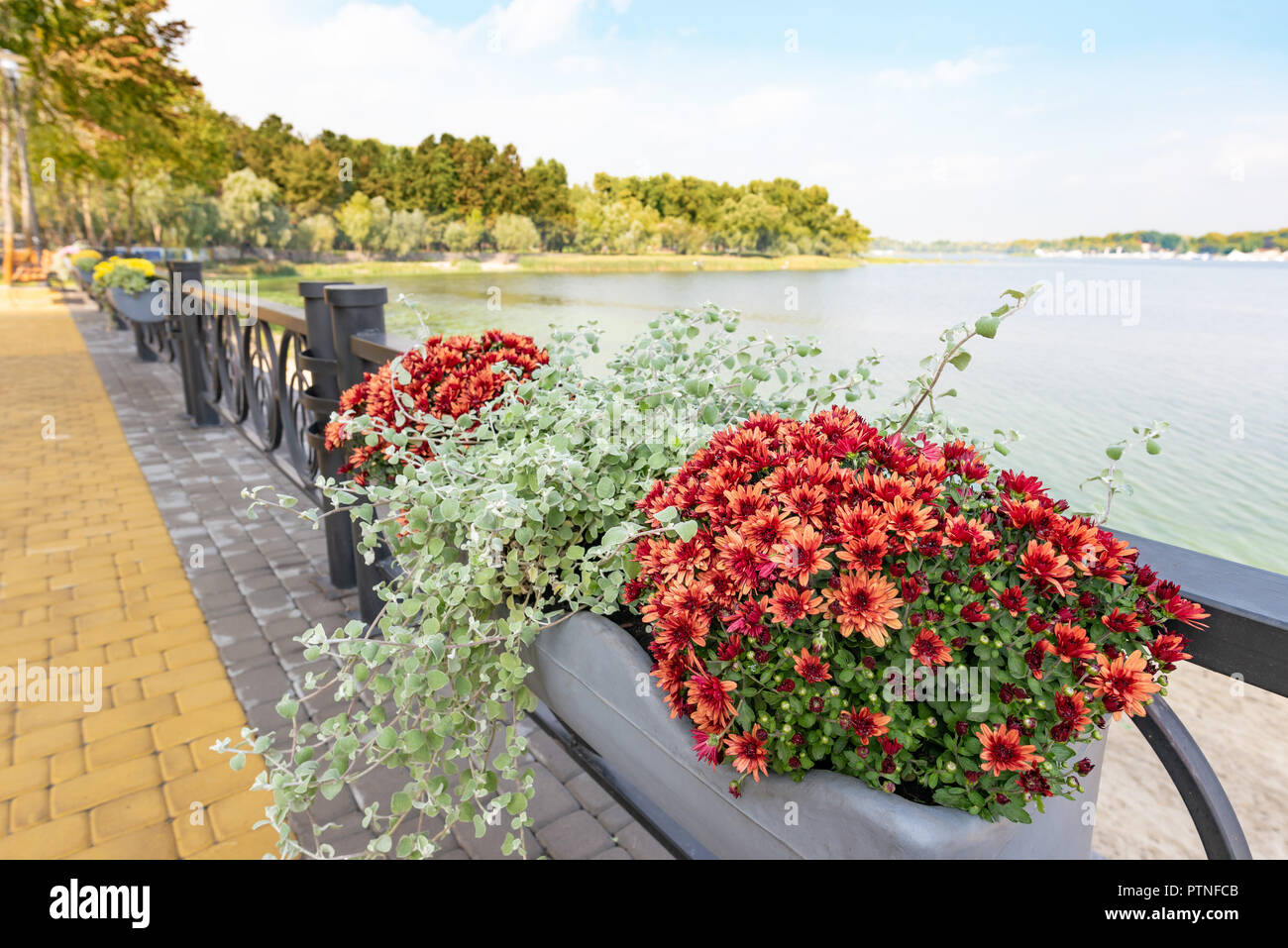 View of the Dnieper river in Kiev, Ukraine, from the Natalka park in the Obolon district. A beautiful bunch of red chrysanthemum in the foreground Stock Photo