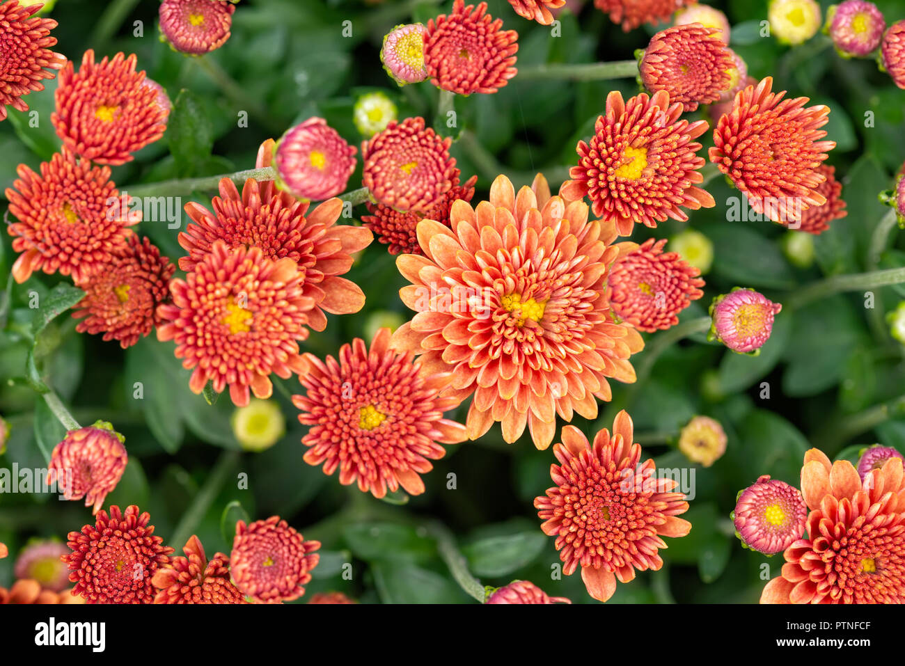 Red orange chrysanthemum hi-res stock photography and images - Alamy