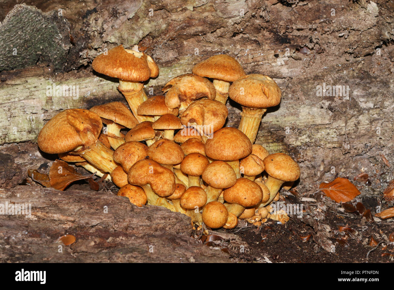 A group of Golden Scalycap fungus (Pholiota aurivella) growing out of a dead Beech tree in a forest. Stock Photo