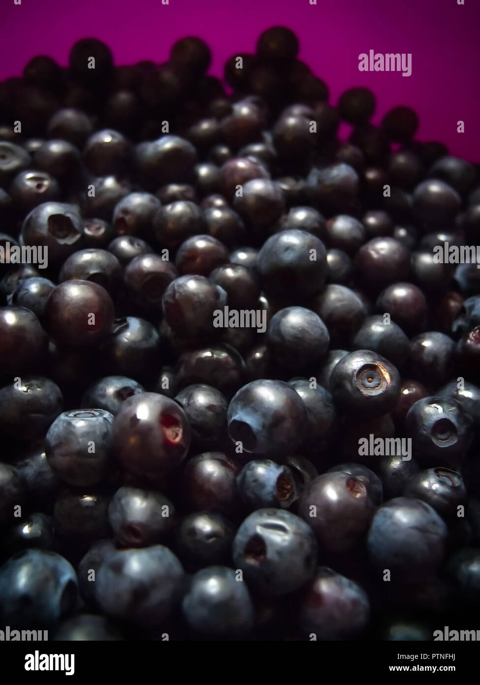 Macro of freshly picked wild blueberries fom the forest, a tasty natural ingredient of vegan medicine food Stock Photo