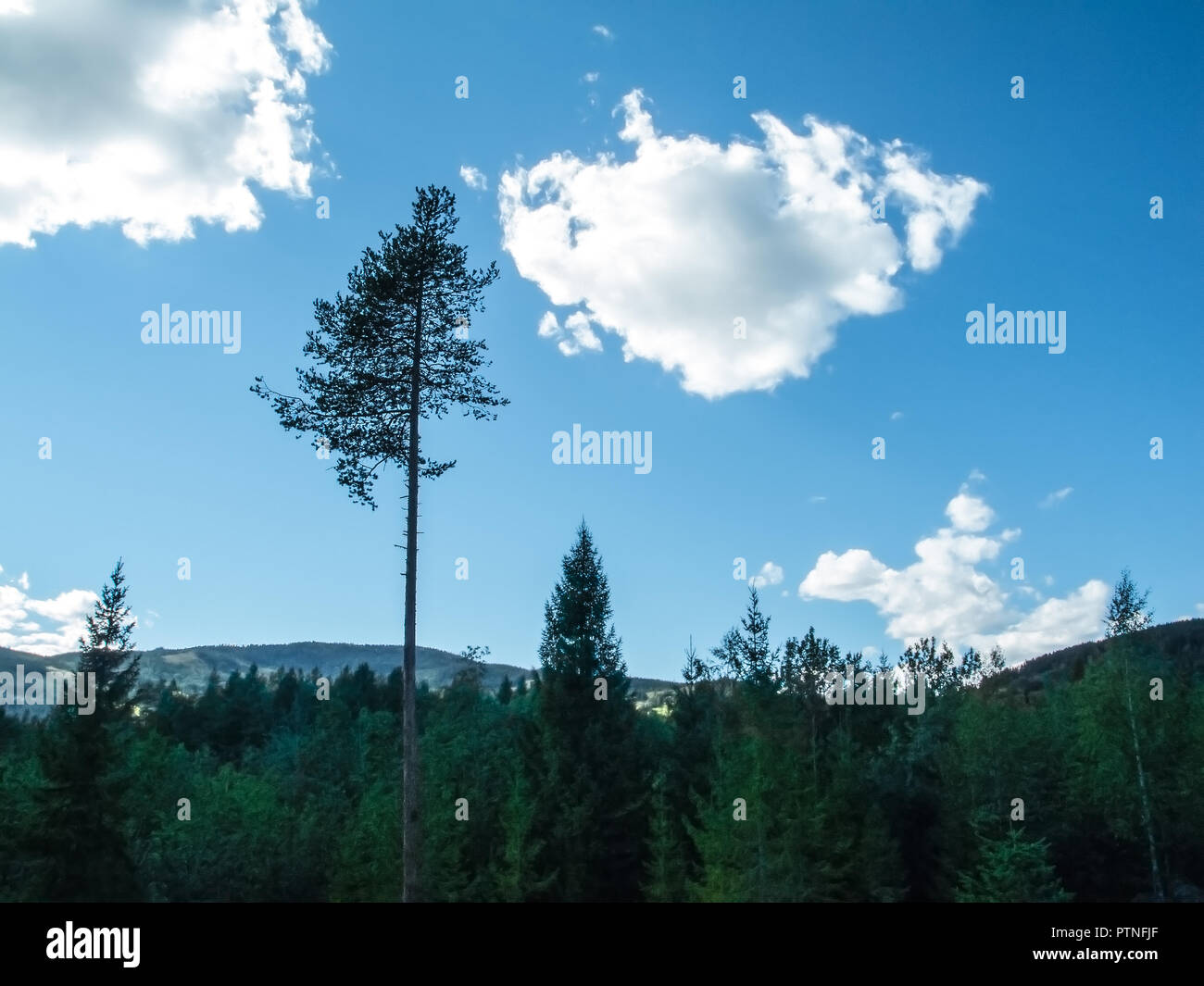 One high birch tree standing alone above many treetops of fir with mountains in far distance Stock Photo