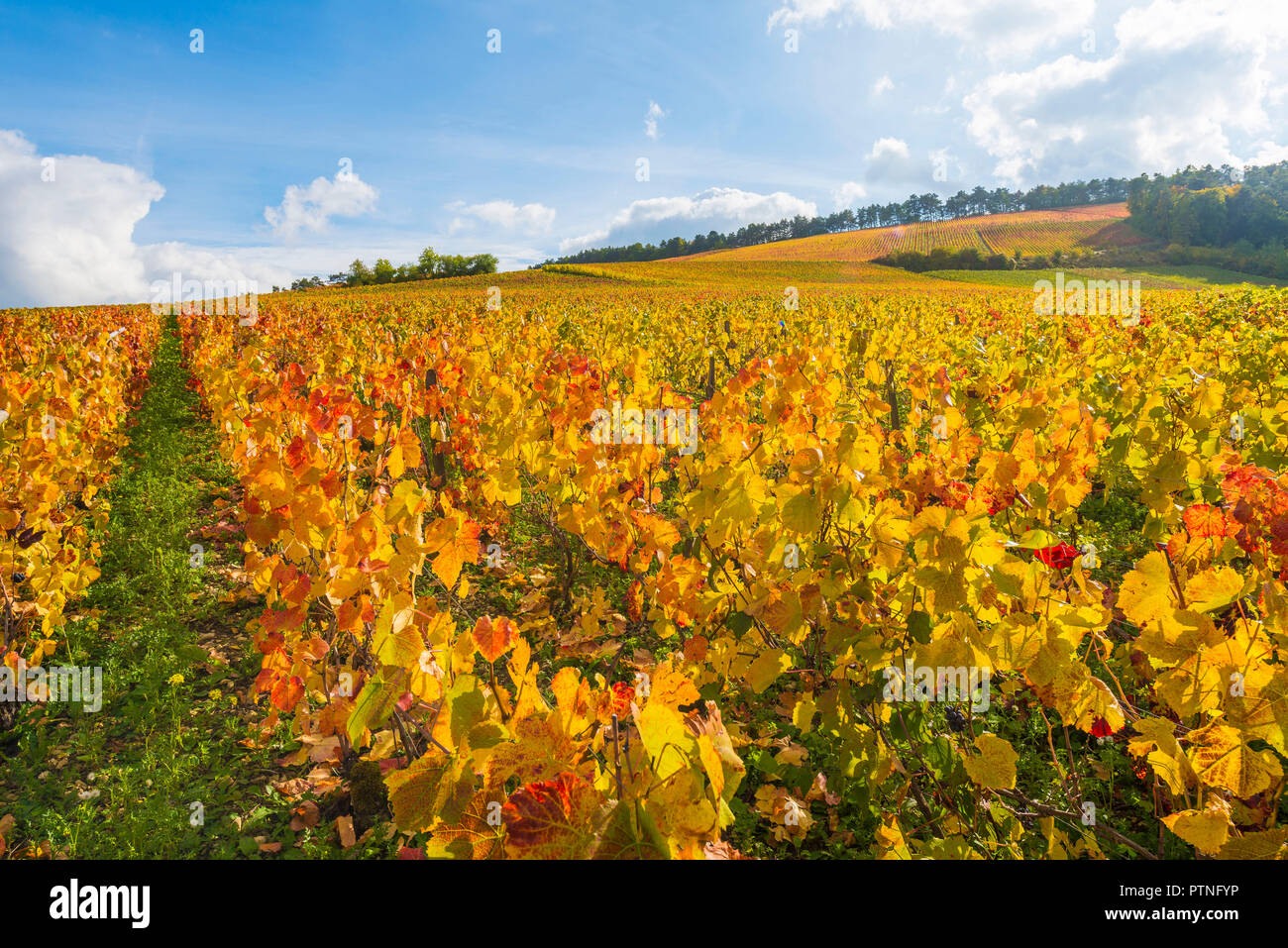 Landreville (north-eastern France). Landscape of the Champagne wine region, wine-growing region of “cote des Bars”,  on the Champagne tourist road. ** Stock Photo