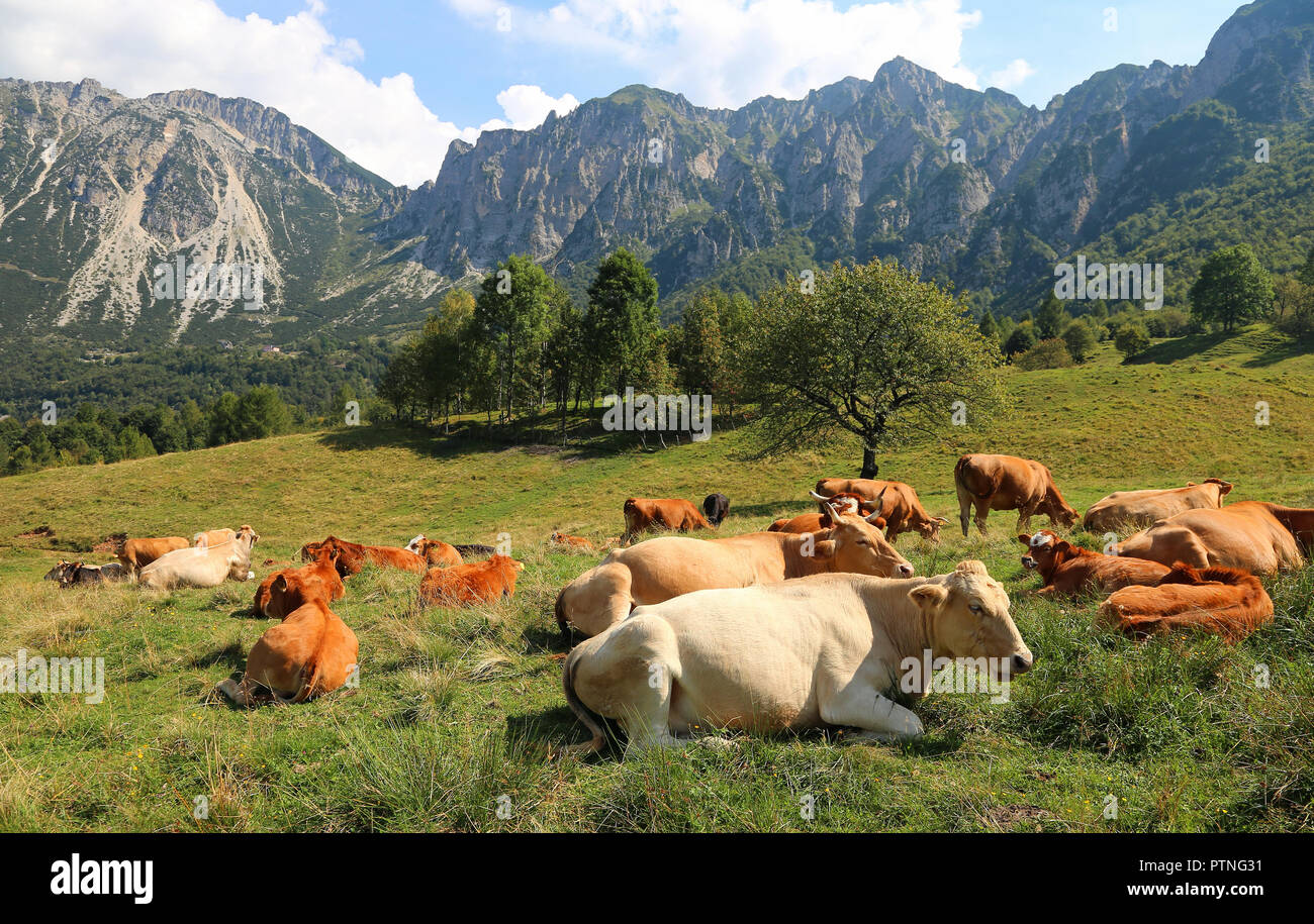 so many cows squatting on the lawn means that in a while it will rain near the european Alps in summer Stock Photo