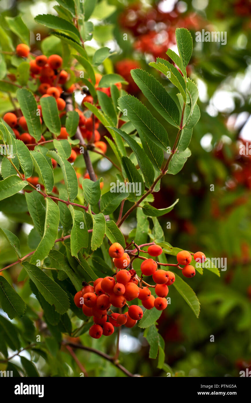 Rowan bunches hi-res stock photography and images - Alamy