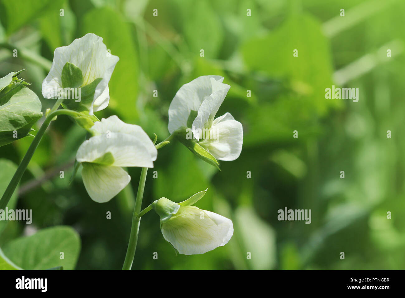 Green Pea plant with white flower in a garden Stock Photo Alamy