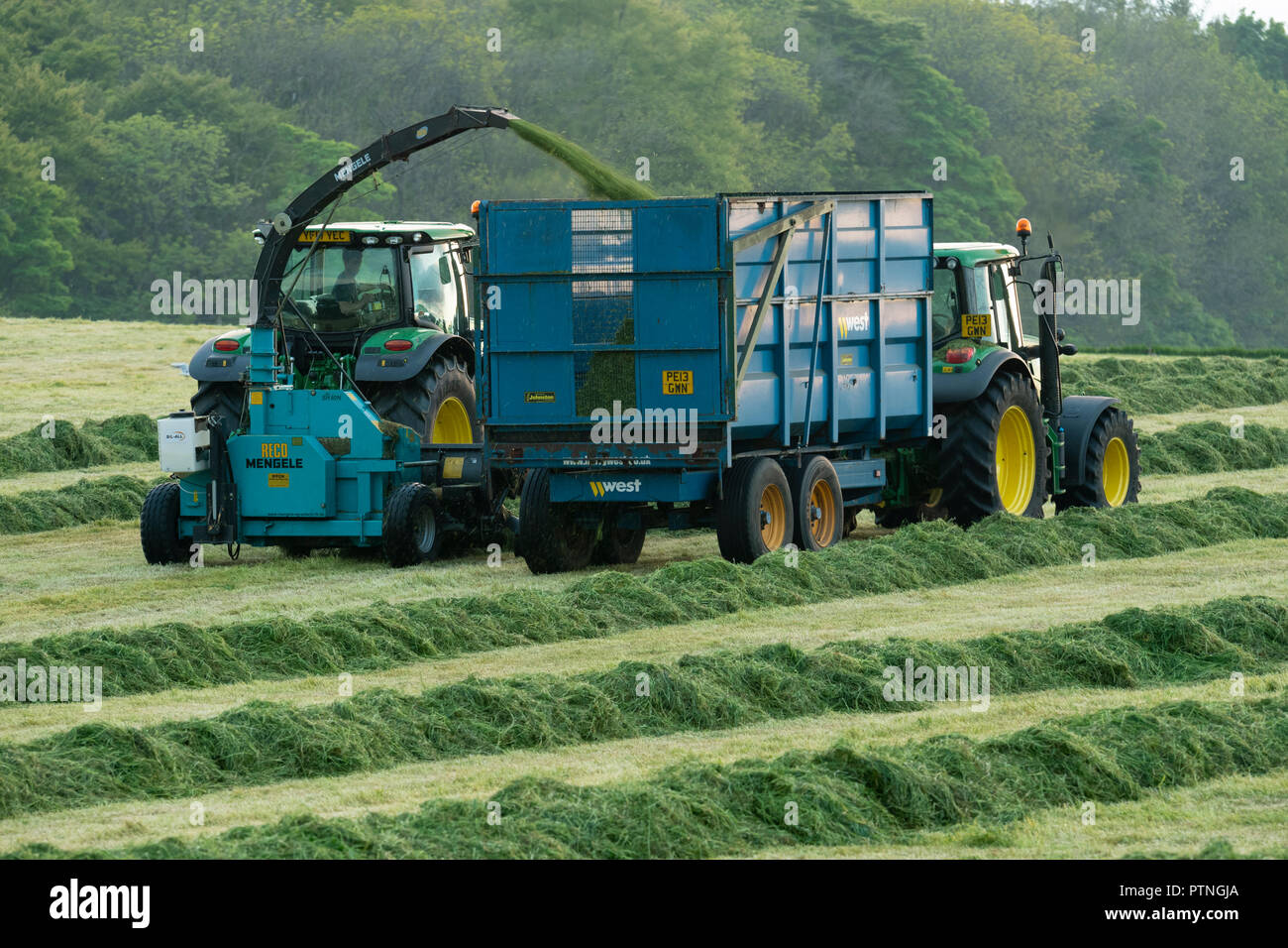 2 tractors working in farm field, 1 tractor towing forage harvester & one collecting cut grass for silage in trailer - Yorkshire evening, England, UK. Stock Photo