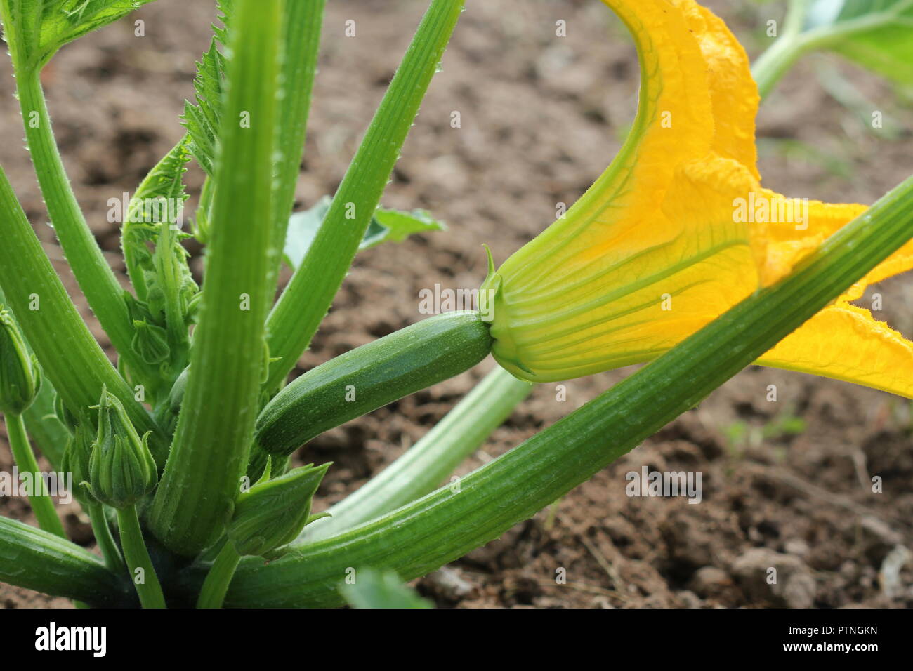 Zucchini plants in blossom on the garden bed Stock Photo Alamy
