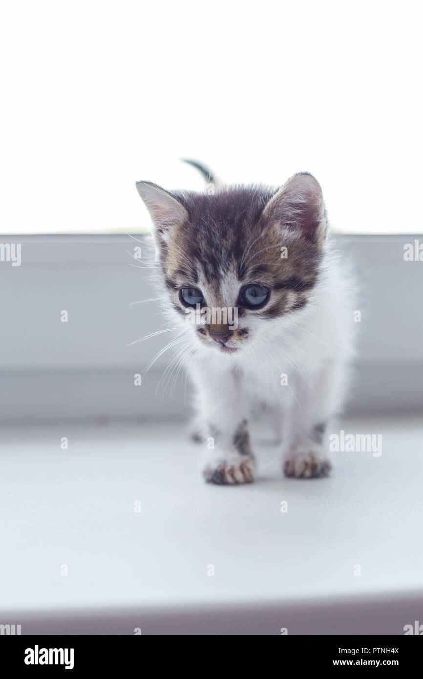 Kitty Persian Stock Photos Kitty Persian Stock Images Page 9