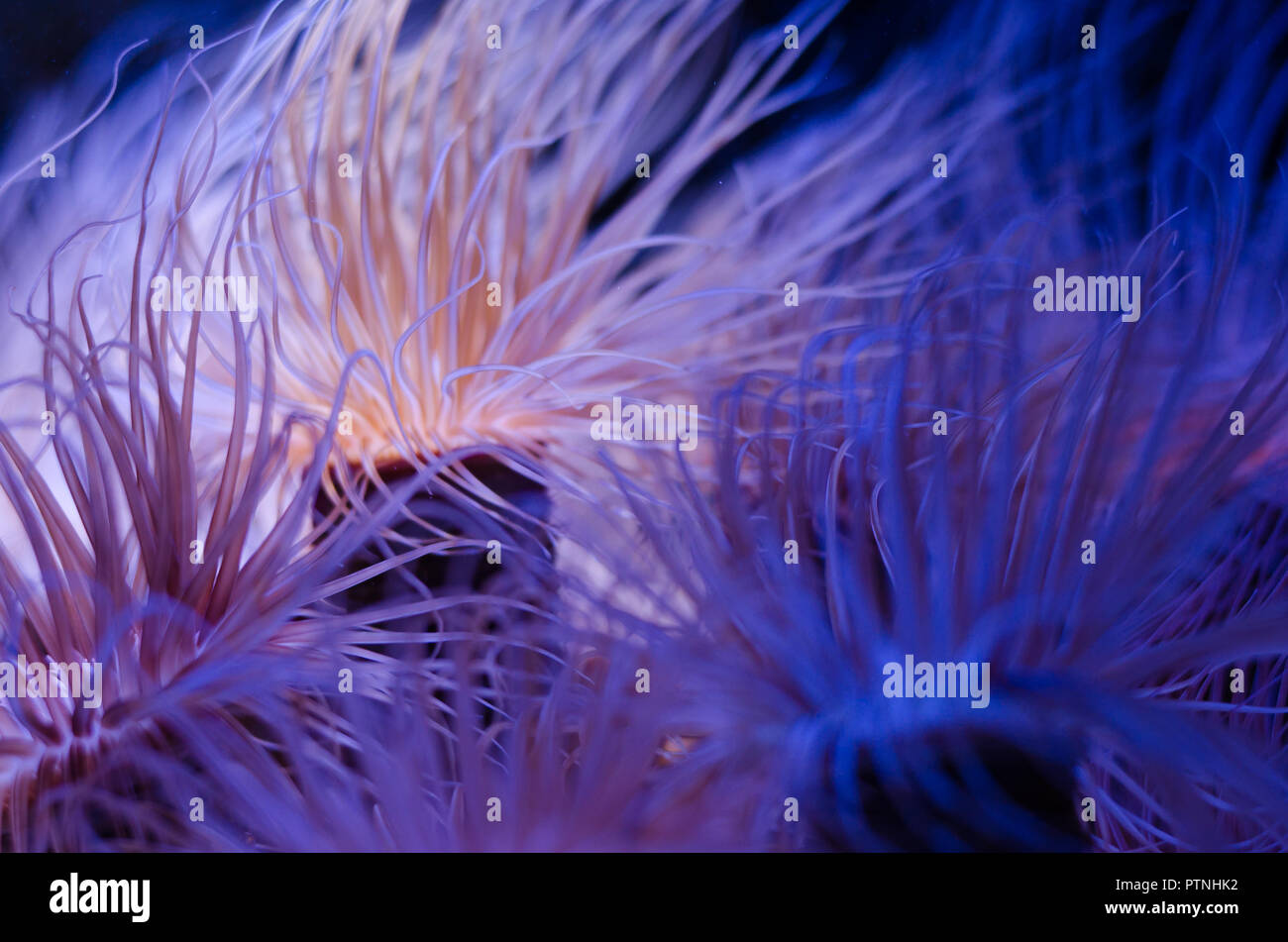 Sea anemone in a dark blue water of aquarium. Marine life background ...