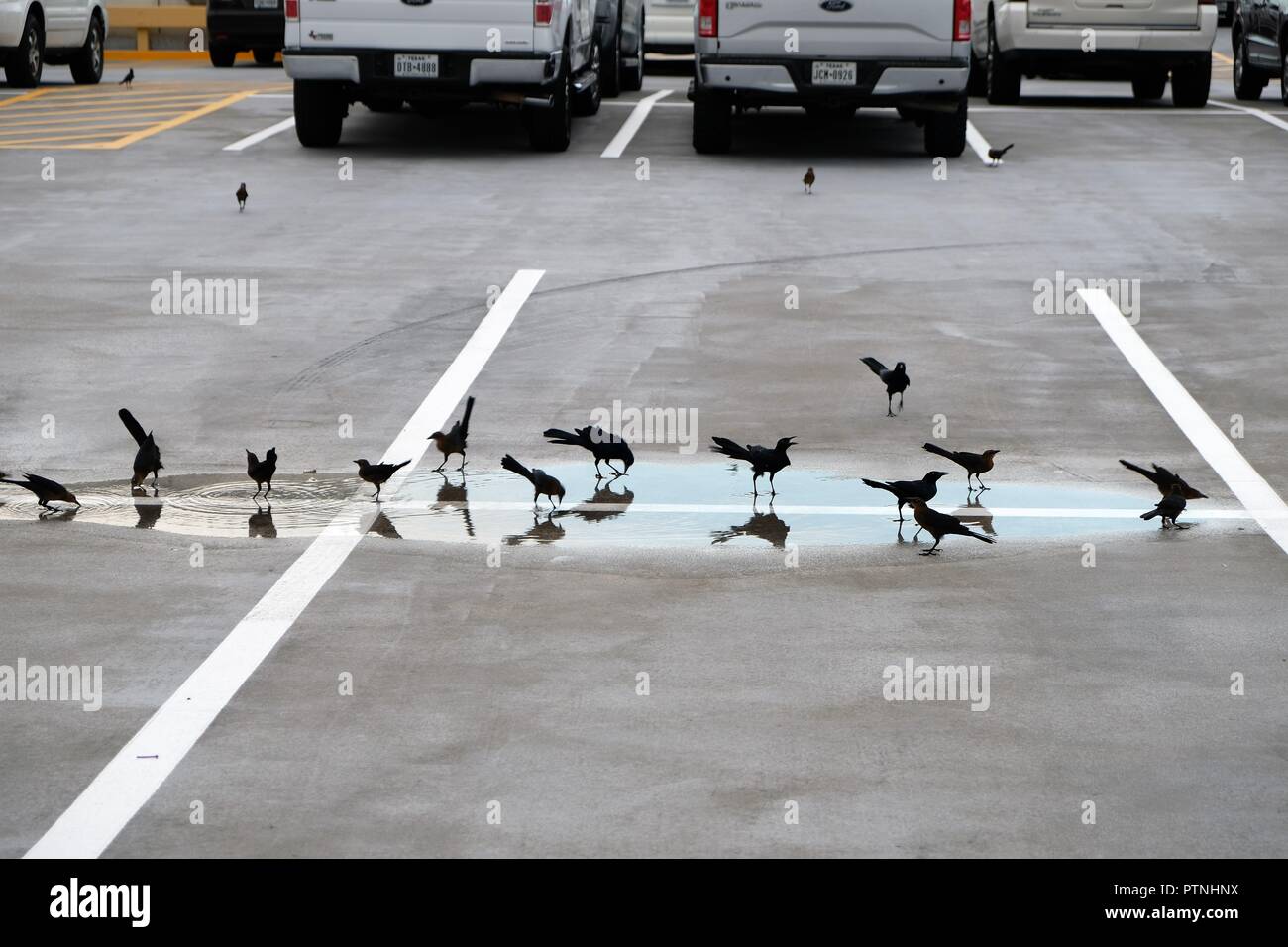 Common grackles (Quiscalus quiscula) in a puddle of water in a parking lot in Houston, Texas, USA. Stock Photo