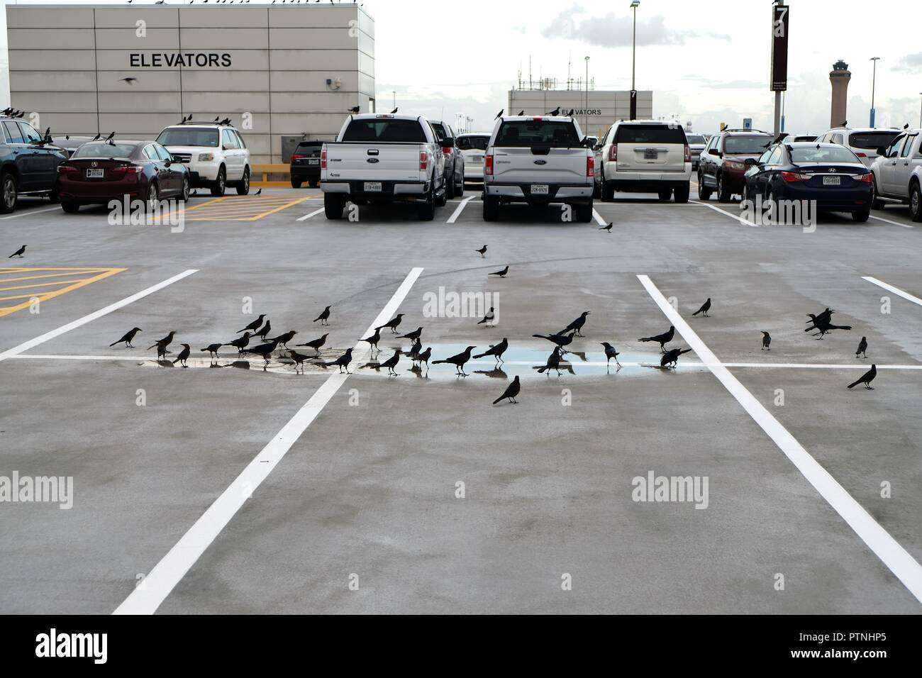 Car Lots In Houston >> Common Grackles Quiscalus Quiscula In A Puddle Of Water In Car Lots In Houston >> Common Grackles Quiscalus Quiscula In A Puddle Of Water In