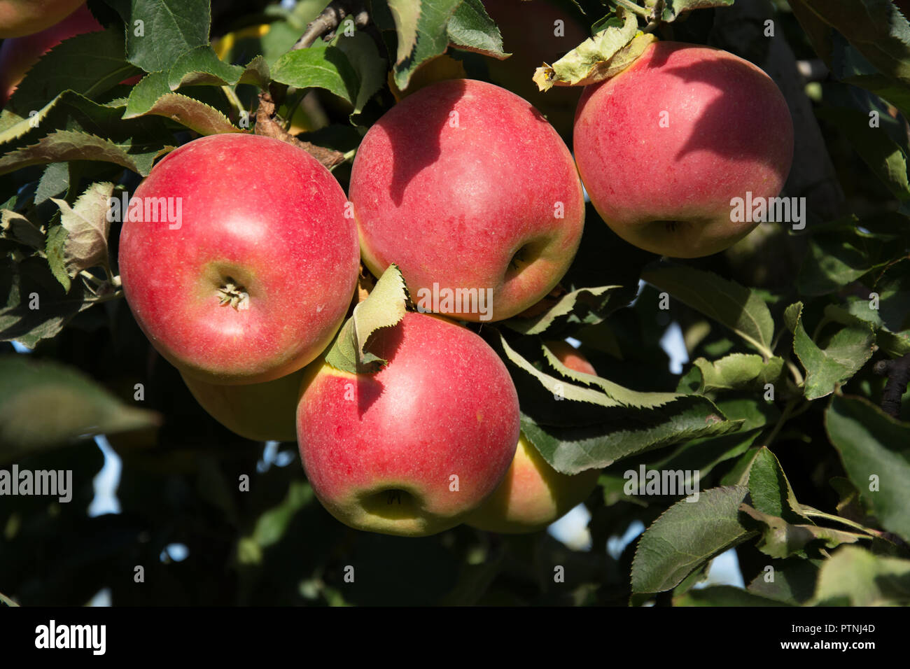 сорта яблонь для ленинградской области с фото