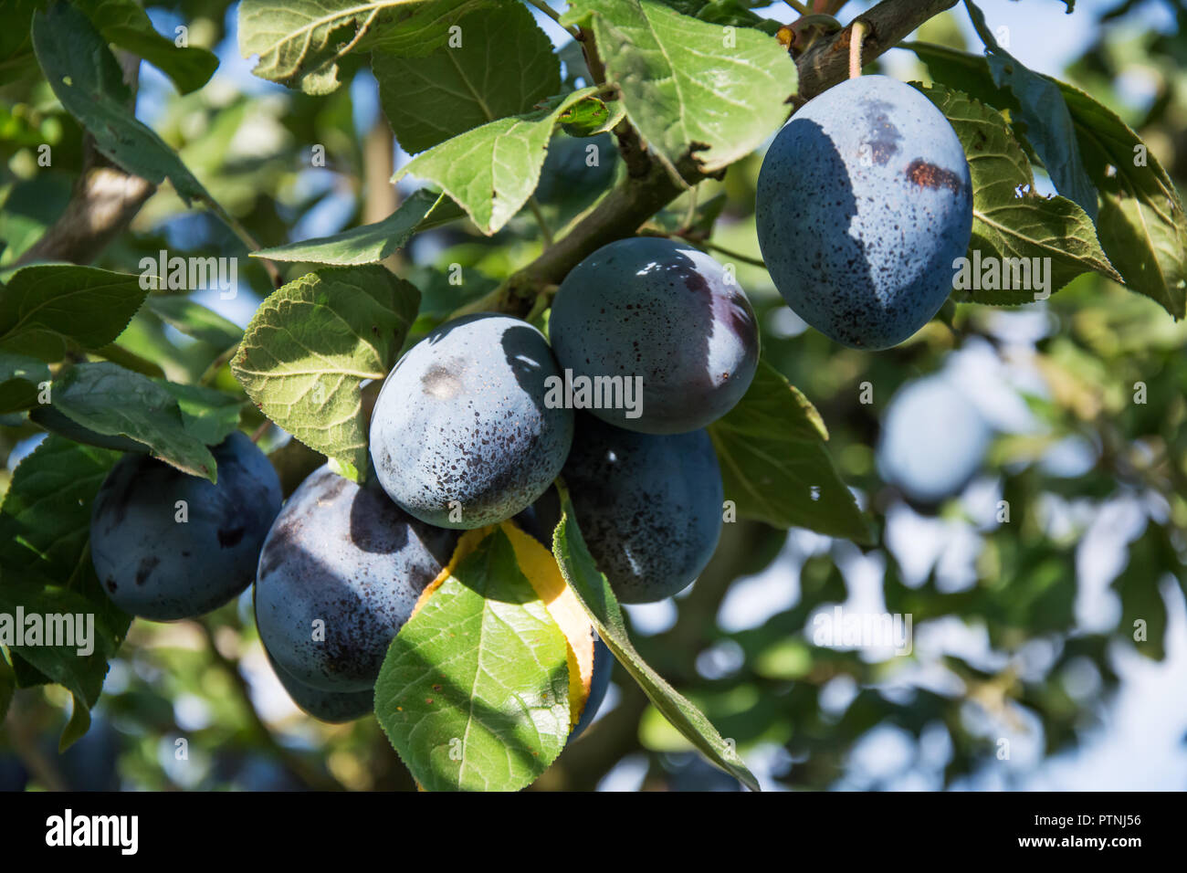 Plums growing hires stock photography and images Alamy