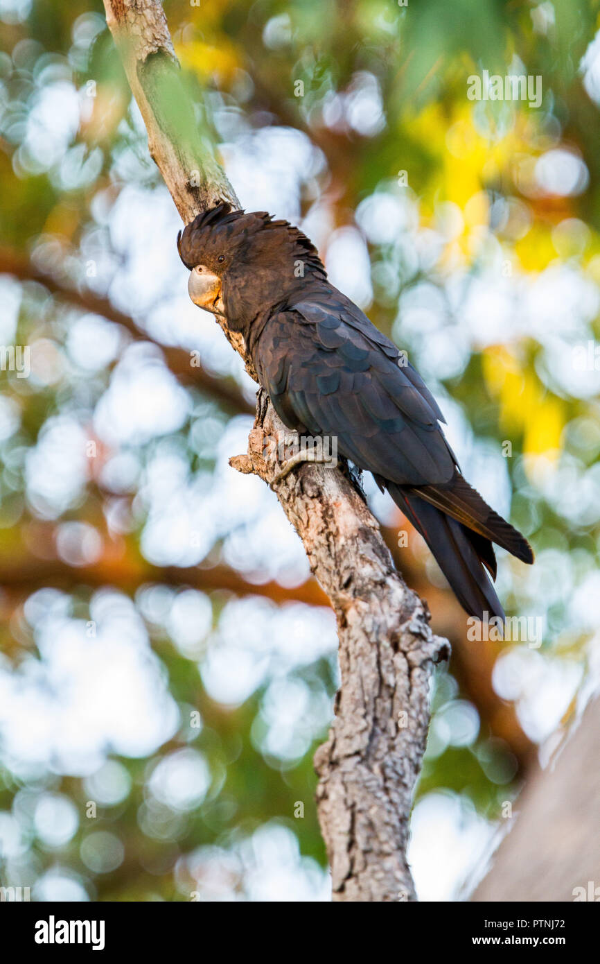 Black cockatoos australia hires stock photography and images Alamy