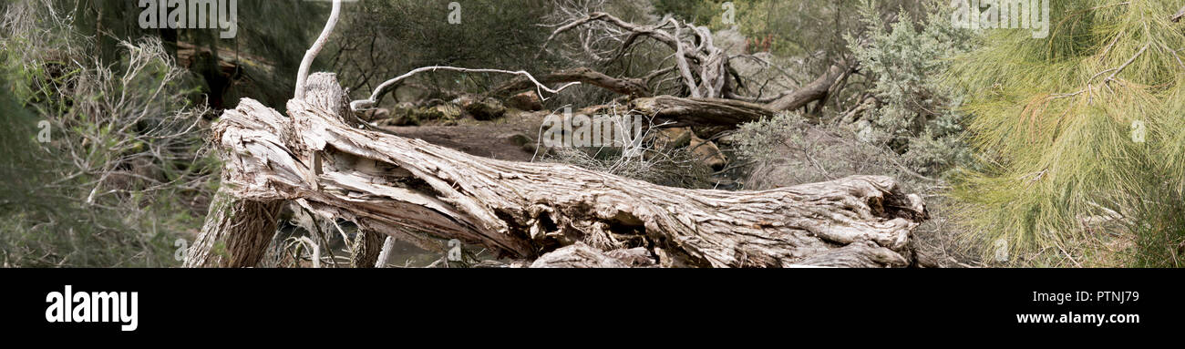 A tree has fallen over in the forest Stock Photo