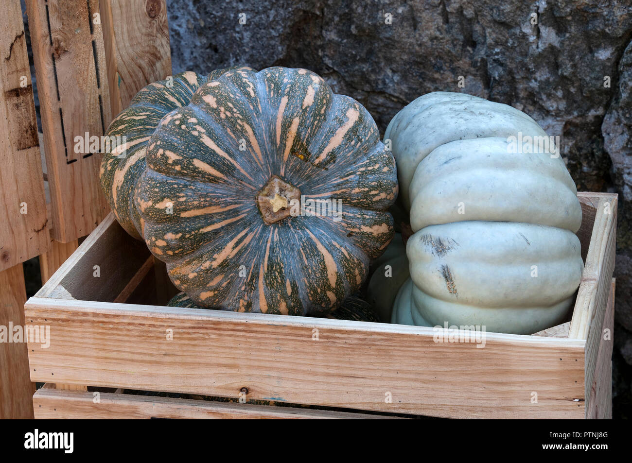Sydney Australia, wooden crate with kent and queensland blue pumpkins